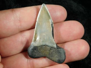 A Smaller 100 Natural Carcharocles MEGALODON Shark Tooth Fossil 9.  7gr 3