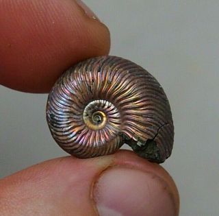 20mm Quenstedtoceras Sp.  Pyrite Ammonite Fossils Fossilien Russia Pendant Pearl