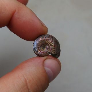 20mm Quenstedtoceras sp.  Pyrite Ammonite Fossils Fossilien Russia Pendant Pearl 2
