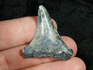 A Smaller 100 Natural Carcharocles Megalodon Shark Tooth Fossil 7.  7gr