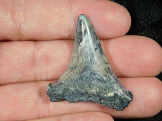 A Smaller 100 Natural Carcharocles MEGALODON Shark Tooth Fossil 7.  7gr 2