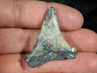 A Smaller 100 Natural Carcharocles MEGALODON Shark Tooth Fossil 7.  7gr 3