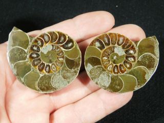 A Smaller 120 Million Year Old Cut And Polished Split Ammonite Fossil 74.  3gr