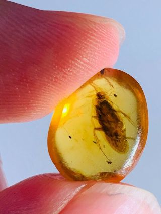 0.  68g Big Adult Roach Burmite Myanmar Burmese Amber Insect Fossil Dinosaur Age