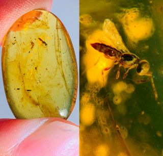 1.  38g Hymenoptera Wasp Bee Burmite Myanmar Amber Insect Fossil Dinosaur Age