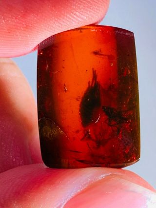 2 Cicada&fly In Red Blood Amber Burmite Myanmar Amber Insect Fossil Dinosaur Age