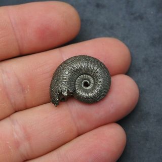 26mm Quenstedtocera sp.  Pyrite Ammonite Fossils Callovian Fossilien Russia 2