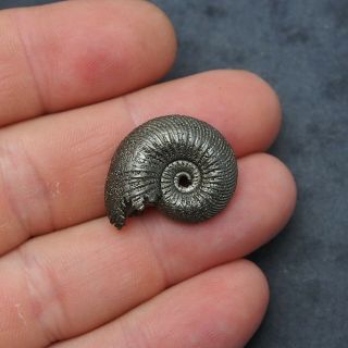 26mm Quenstedtocera sp.  Pyrite Ammonite Fossils Callovian Fossilien Russia 3