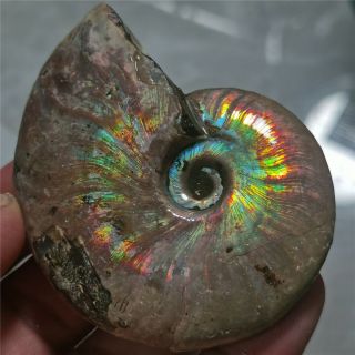 101g Rainbow Natural Ammonite Mineral Specimen Madagascar W837