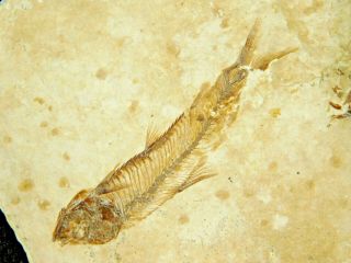 A Small 100 Natural 53 Million Year Old Knightia Fish Fossil Wyoming 42.  2gr