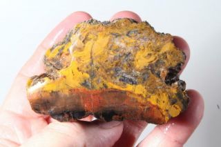 Utah Fossil Limb Cast 8.  8 Oz Windowed Rough Specimen