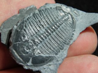 A 100 Natural Cambrian Era Elrathia Trilobite Fossil From Utah 17.  3gr