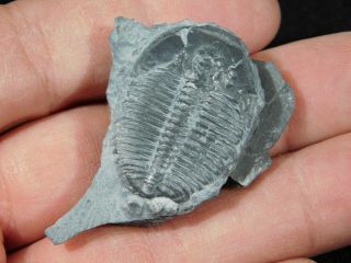 A 100 Natural Cambrian Era Elrathia Trilobite Fossil From Utah 17.  3gr 2