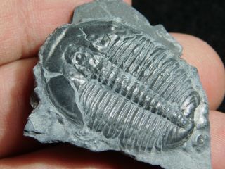 A 100 Natural Cambrian Era Elrathia Trilobite Fossil From Utah 17.  3gr 3