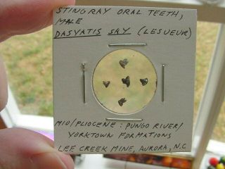 (s1367 - Q) Micro Fossil Stingray Sting Ray Oral Teeth Male Dasyatis Aurora Us
