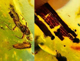 Unknown Bug&grass Leaf Burmite Myanmar Burmese Amber Insect Fossil Dinosaur Age
