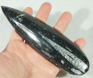 A Long Polished 400 Million Year Old Orthoceras Fossil From Morocco 199gr