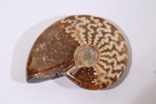 Madagascar Polished Sutured Ammonite Display Specimen 2 Oz