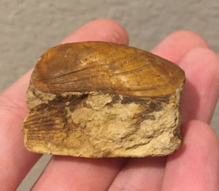 Germany Fossil Bivalve Modulus gregarive Jurassic Fossil Clam Shell 2