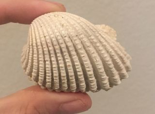 Florida Fossil Bivalve Anadara Aequalitas Pliocene Fossil