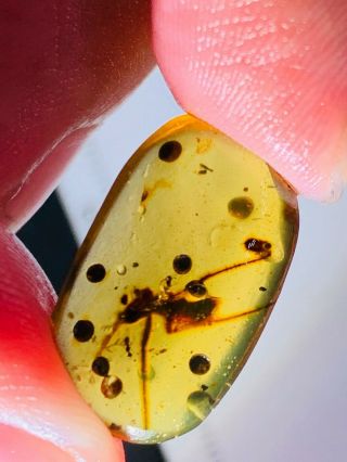 0.  88g Unknown Big Bug&fly Burmite Myanmar Burma Amber Insect Fossil Dinosaur Age