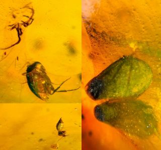 Beetle&spider&plant Spore Burmite Myanmar Burma Amber Insect Fossil Dinosaur Age