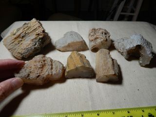 Agate Limb Casts / Central Oregon / 4 1/2 Pounds