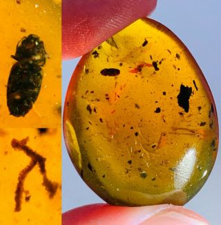 4.  9g Beetle&plant Leaf Burmite Myanmar Burmese Amber Insect Fossil Dinosaur Age