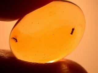 2 Wasps In Authentic Dominican Amber Fossil Gem