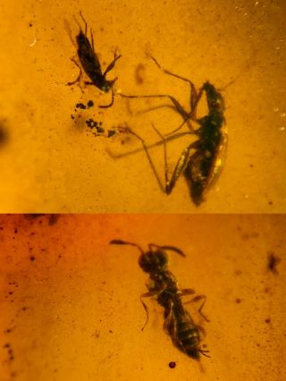 Stinkbug&beetle&wasp Burmite Myanmar Burmese Amber Insect Fossil Dinosaur Age