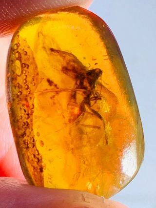 2.  45g Big Cockroach Burmite Myanmar Burmese Amber Insect Fossil Dinosaur Age