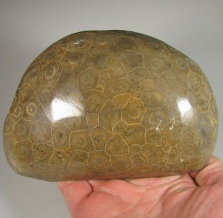 5.  9 " Polished Fossil Coral Specimen - Devonian Age - Morocco - 1.  6 Lbs.