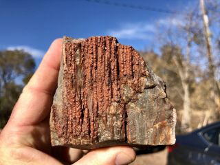 Reilly’s Rocks: Red Druze Chalcedony,  Arizona Petrified Wood,  1.  5 Lb