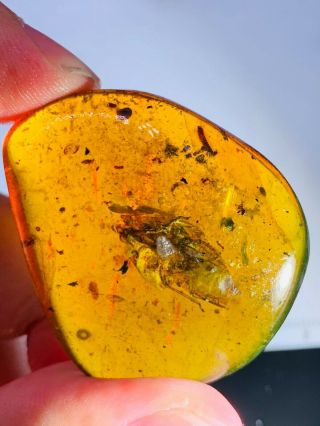 11.  75g Big Cicada&millipede&roach Burmite Myanmar Amber Insect Fossil Dinosaur