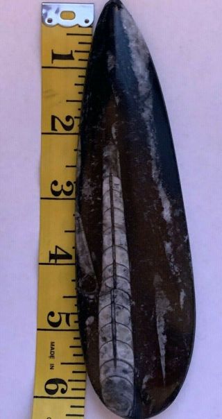Orthoceras Fossil 6 Inches From Morocco
