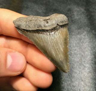 Sharp 1.  94 " Angustidens Shark Tooth Teeth Fossil Sharks Necklace Jaws Jaw Meg