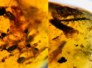 Unknown Plant Leaf&wasp&bug Leg Burmite Myanmar Amber Insect Fossil Dinosaur Age