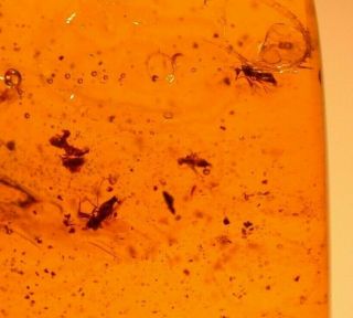 3 Flies In Burmite Burmese Amber Fossil Gemstone Dinosaur Age