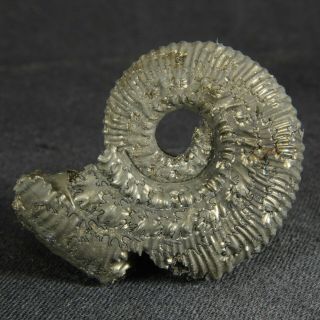 3.  6cm/1.  4in Pyritized Ammonite Kosmoceras Jurassic Callovian Russian Fossils