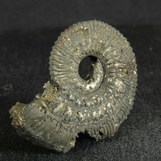 3.  6cm/1.  4in Pyritized Ammonite Kosmoceras Jurassic Callovian Russian fossils 2