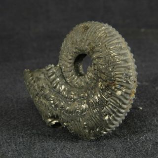 3.  6cm/1.  4in Pyritized Ammonite Kosmoceras Jurassic Callovian Russian fossils 3