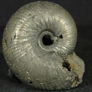 4.  1cm/1.  6in Pyritized Ammonite Funiferites Jurassic Callovian Russian Fossils