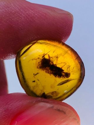 1.  16g Adult Cockroach Burmite Myanmar Burmese Amber Insect Fossil Dinosaur Age