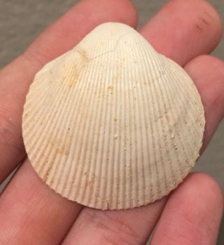 France Fossil Bivalve Cardium Gratum Eocene Fossil Age Shell Clam