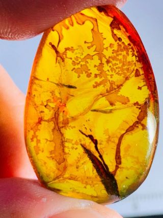 4.  24g Unknown Items Burmite Myanmar Burmese Amber Insect Fossil Dinosaur Age