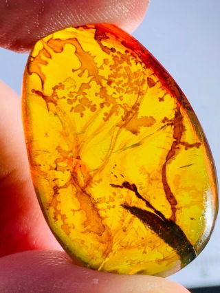4.  24g unknown items Burmite Myanmar Burmese Amber insect fossil dinosaur age 2