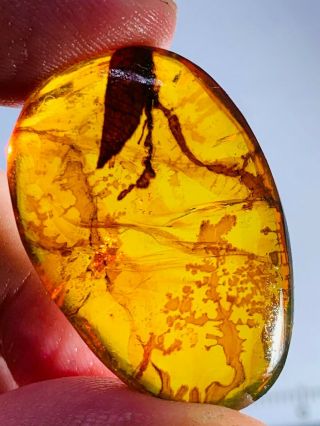 4.  24g unknown items Burmite Myanmar Burmese Amber insect fossil dinosaur age 3