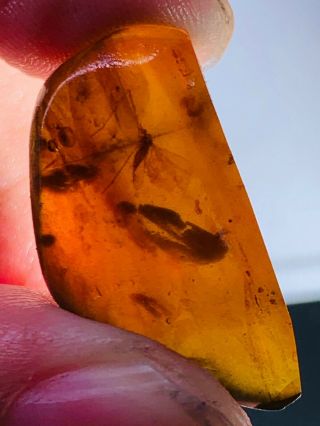 2.  23g Long Legs Mosquito Fly Burmite Myanmar Amber Insect Fossil Dinosaur Age