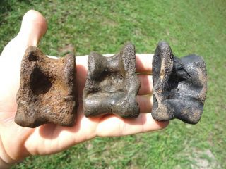 3 Rare Camel & Llama Astragalus Ankle Bones Florida Fossils Extinct Ice Age Bone