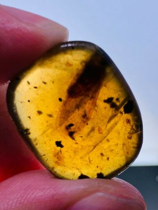 2.  37g unknown big fly Burmite Myanmar Burmese Amber insect fossil dinosaur age 2